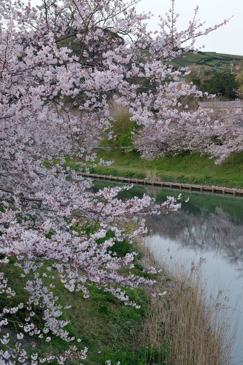 勝間田川