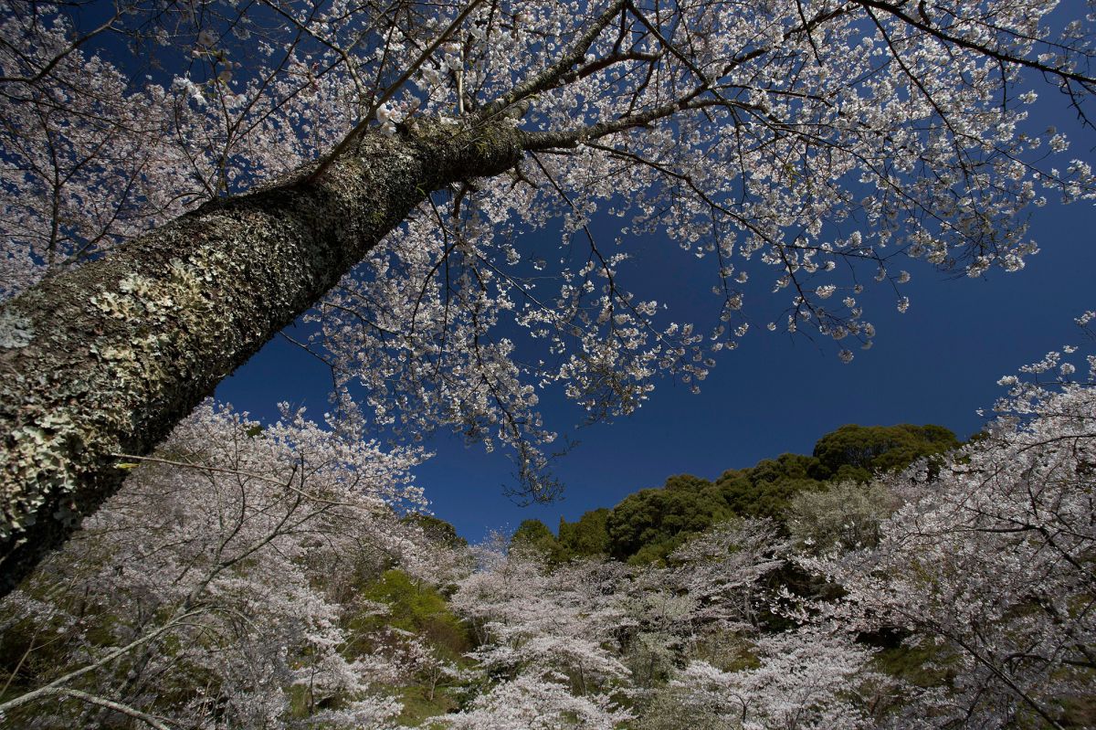 奥山公園