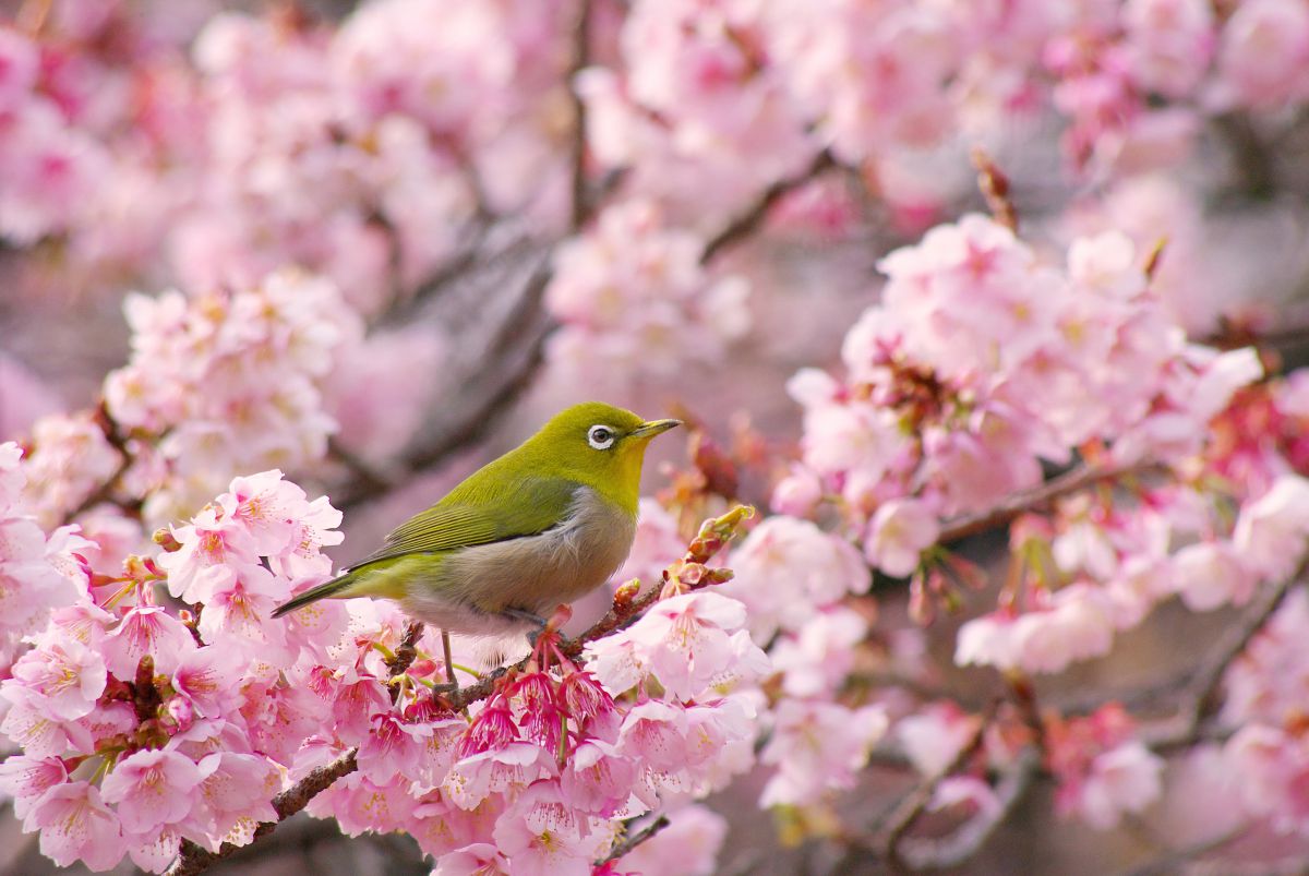 熱海梅園（静岡県）