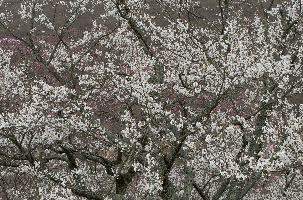 さくらの里（静岡県）