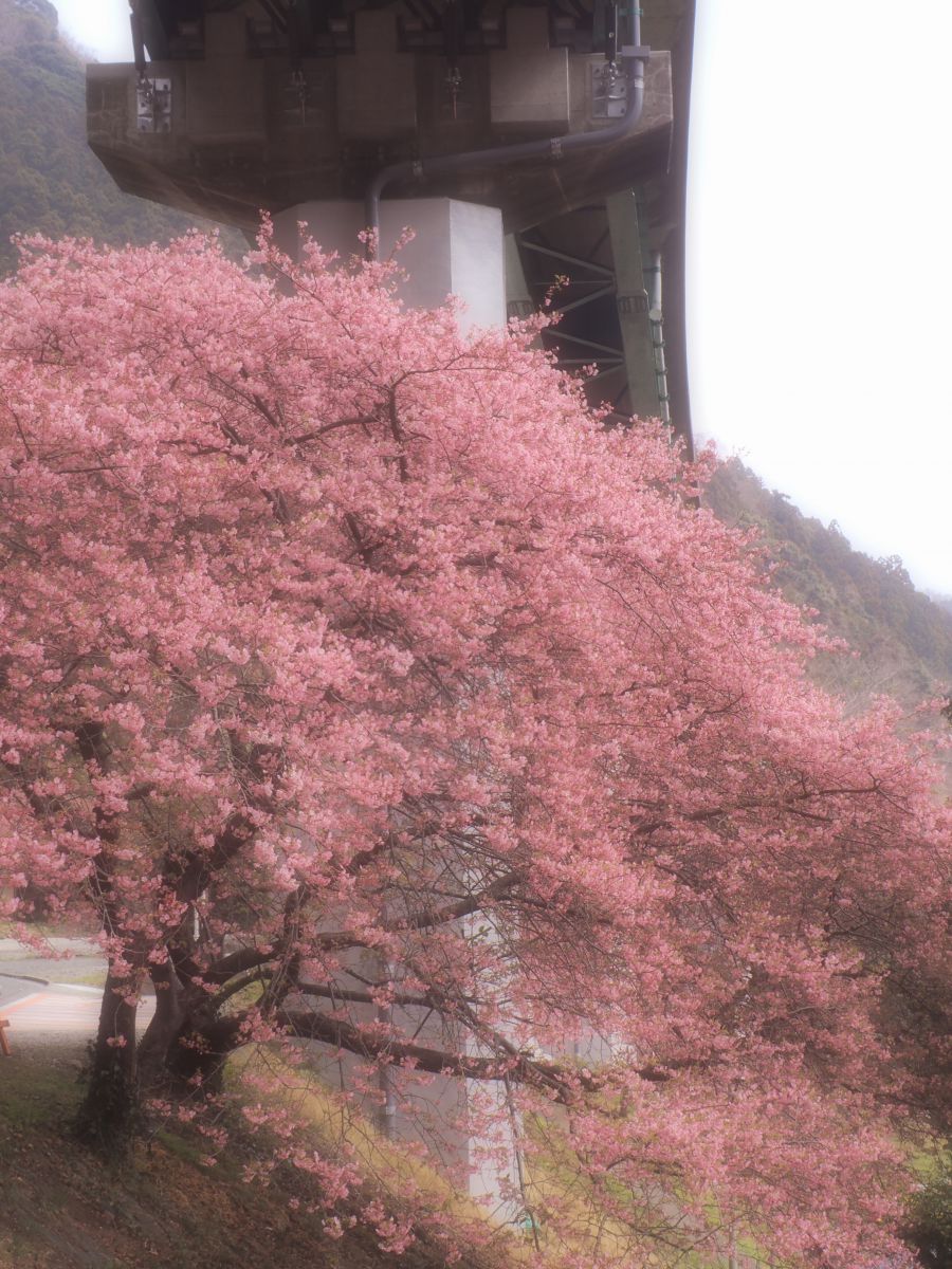 河津七滝（静岡県）