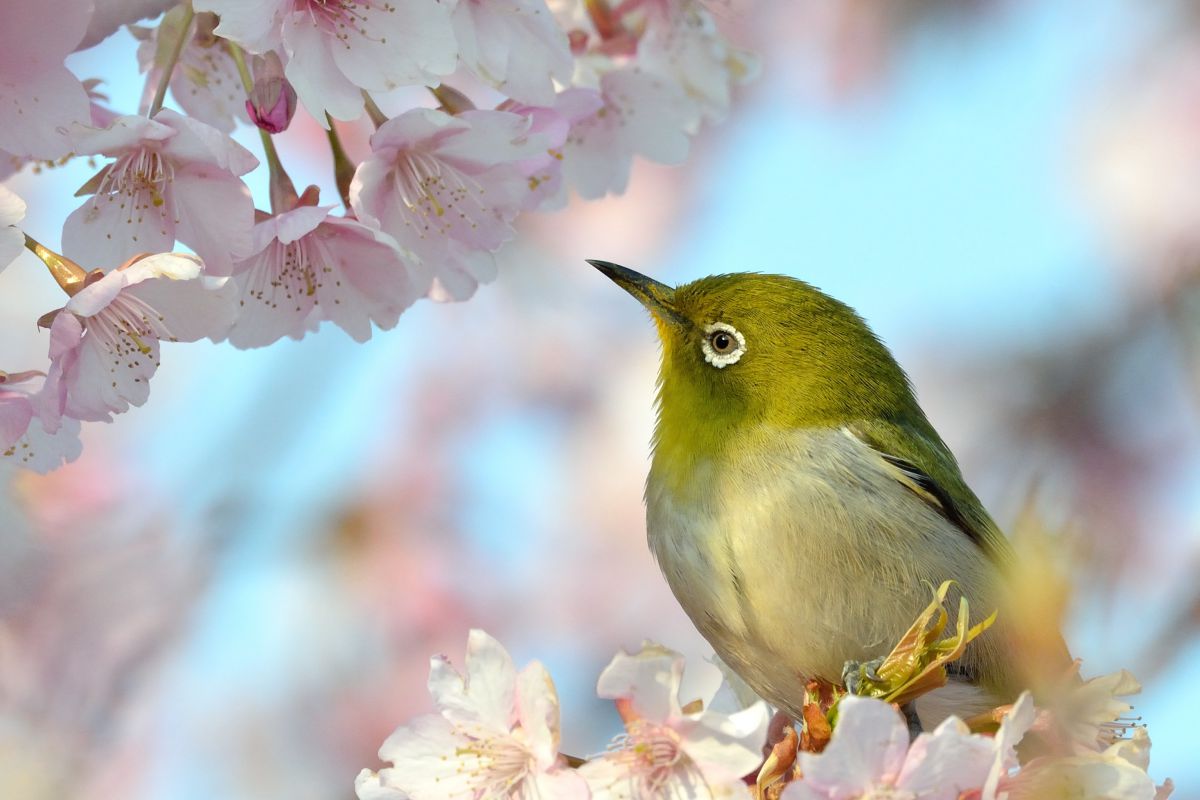 佐鳴湖（静岡県）