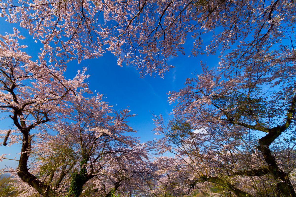 太平山