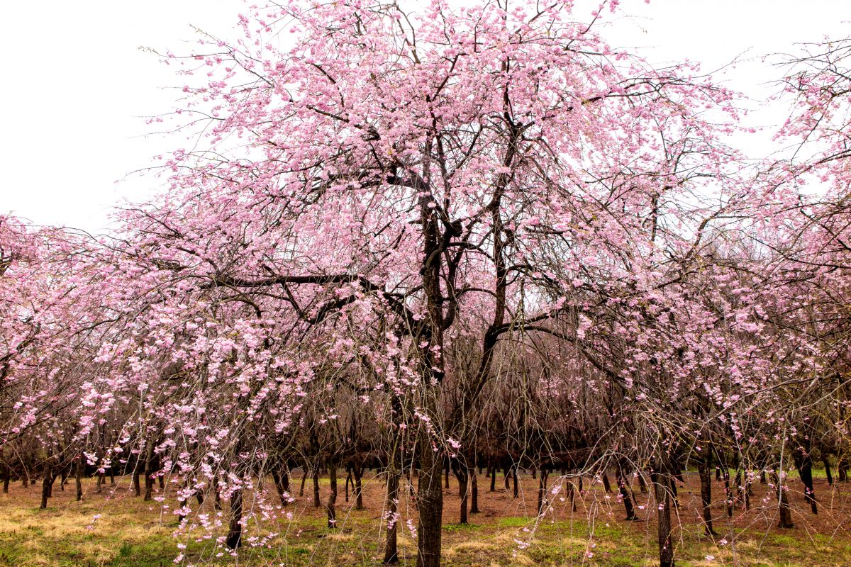 鬼怒川