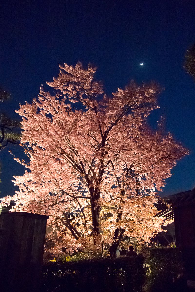 蜂須賀桜（武家屋敷原田家）（徳島県）