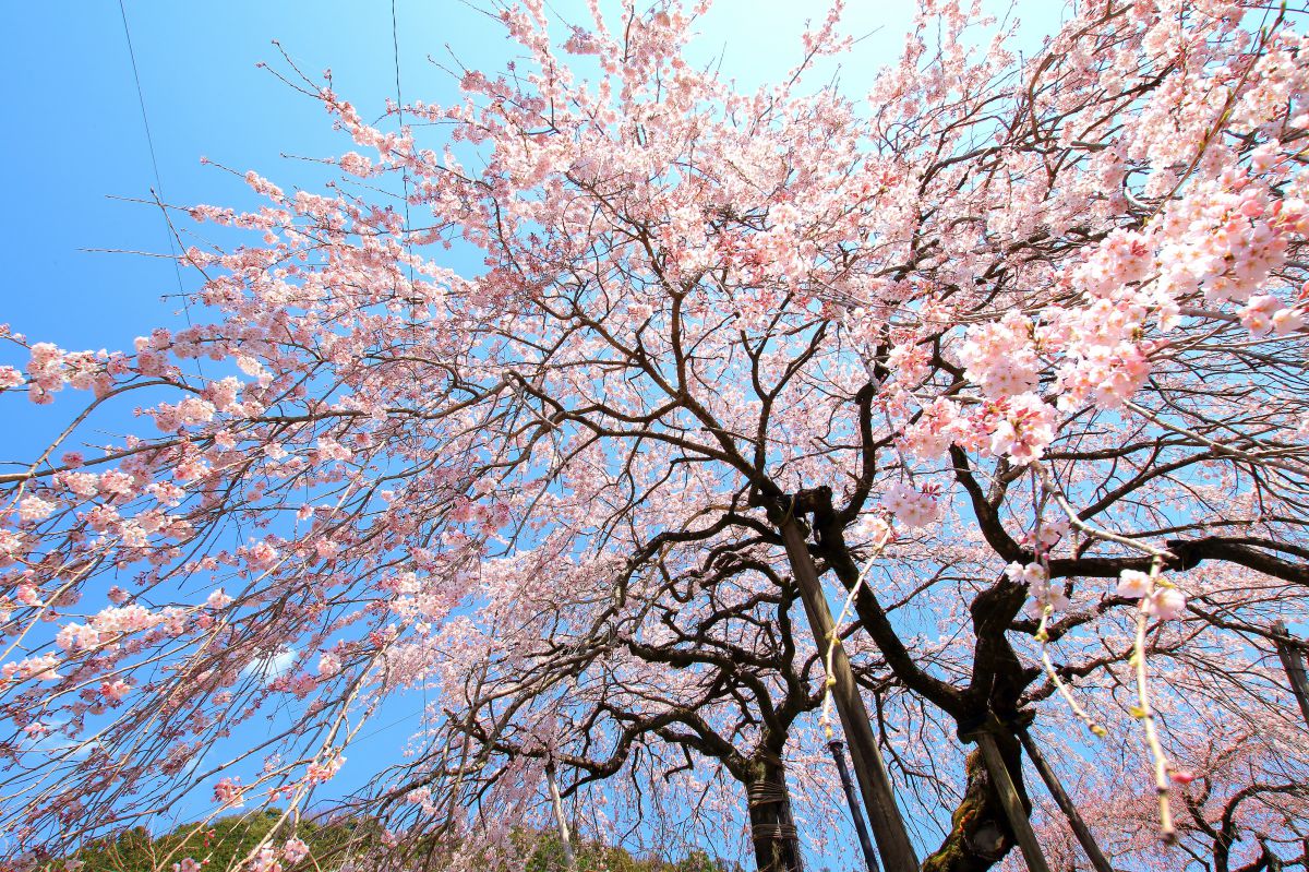 明王寺（徳島県）