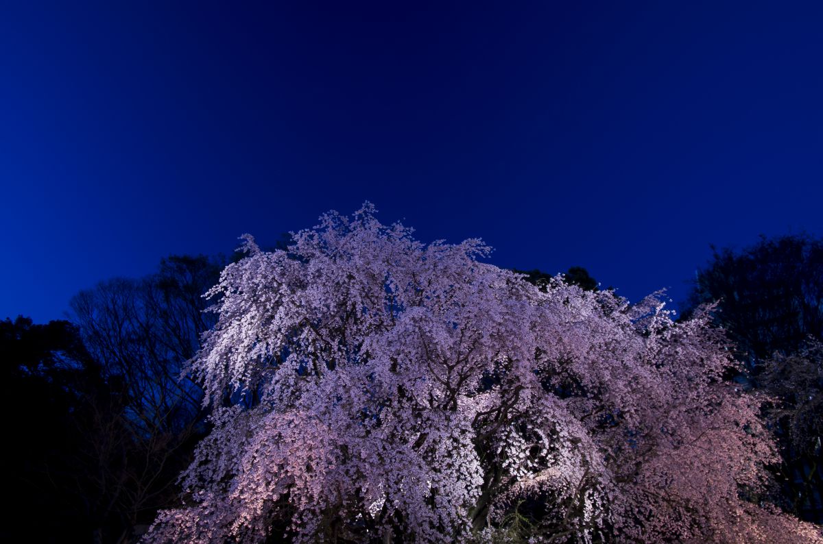 六義園（東京都）