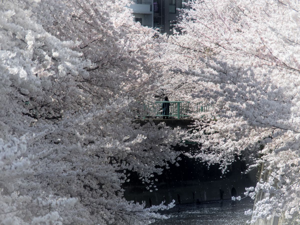 神田川（東京都）