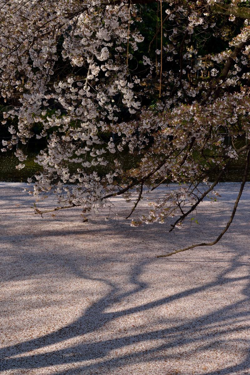 井の頭恩賜公園