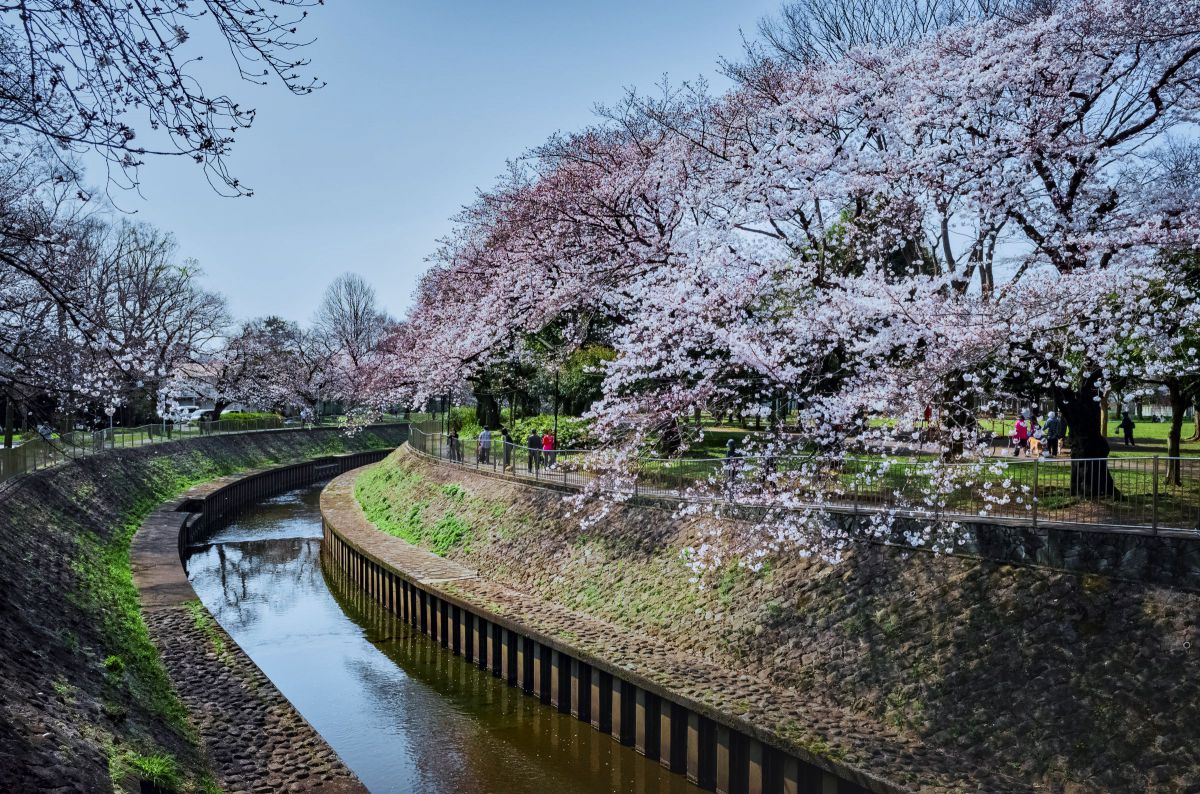 善福寺川