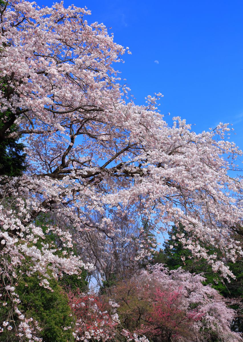 神代植物公園（東京都）