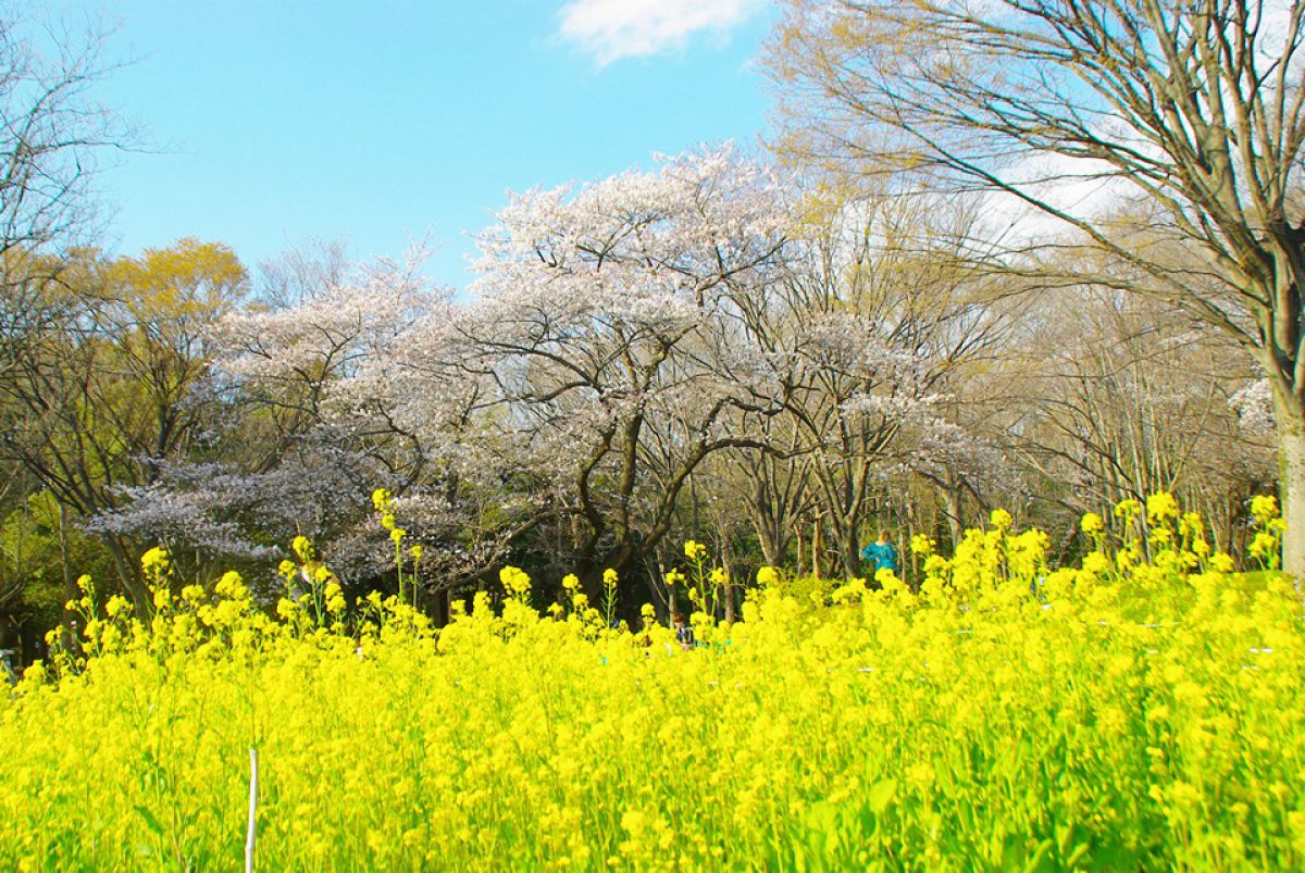 代々木公園（東京都）