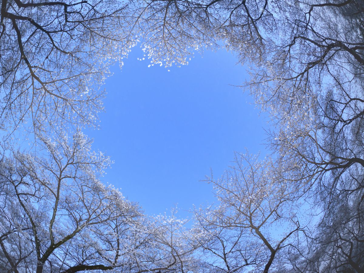 小金井公園（東京都）