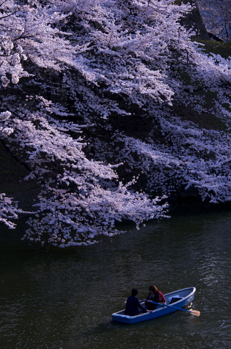 千鳥ケ淵（東京都）