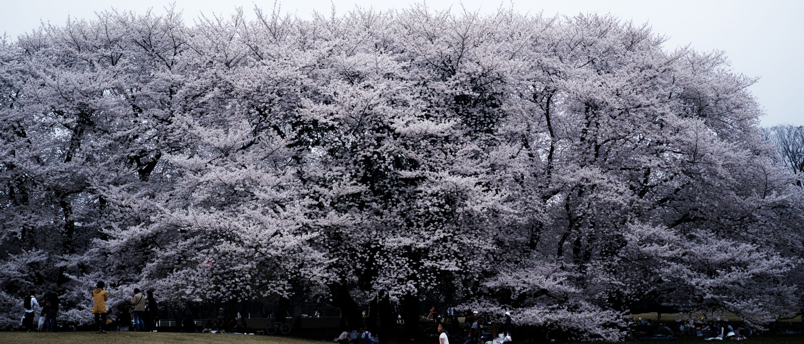 砧公園（東京都）