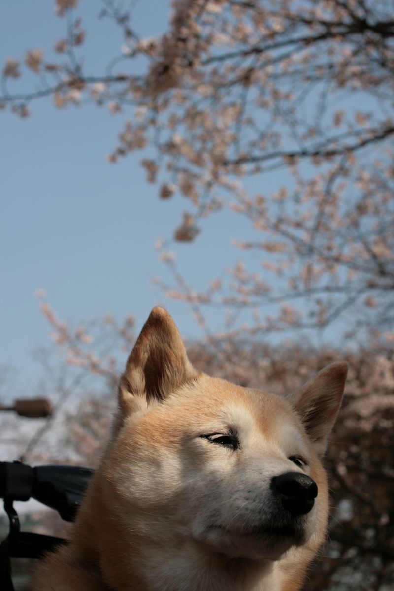 日比谷公園（東京都）