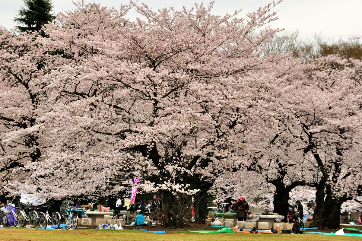 光が丘公園