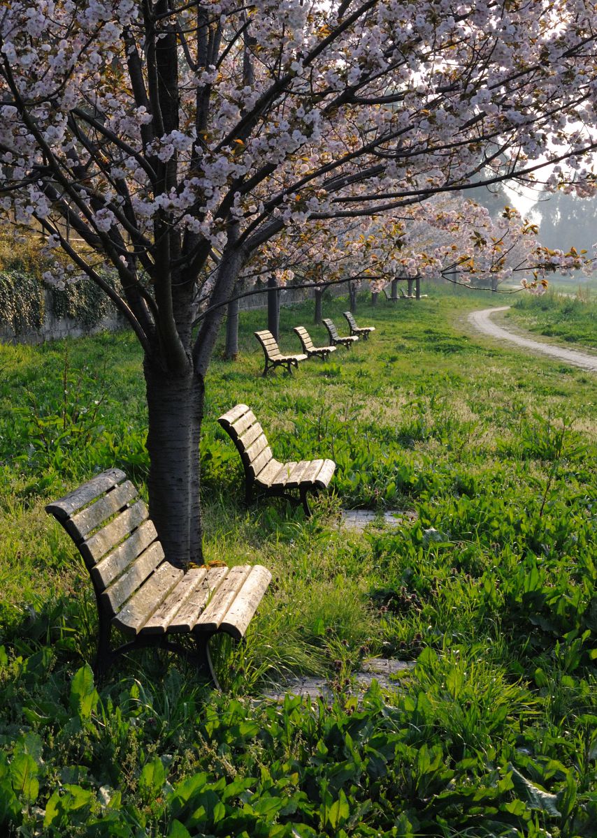 夢の島公園