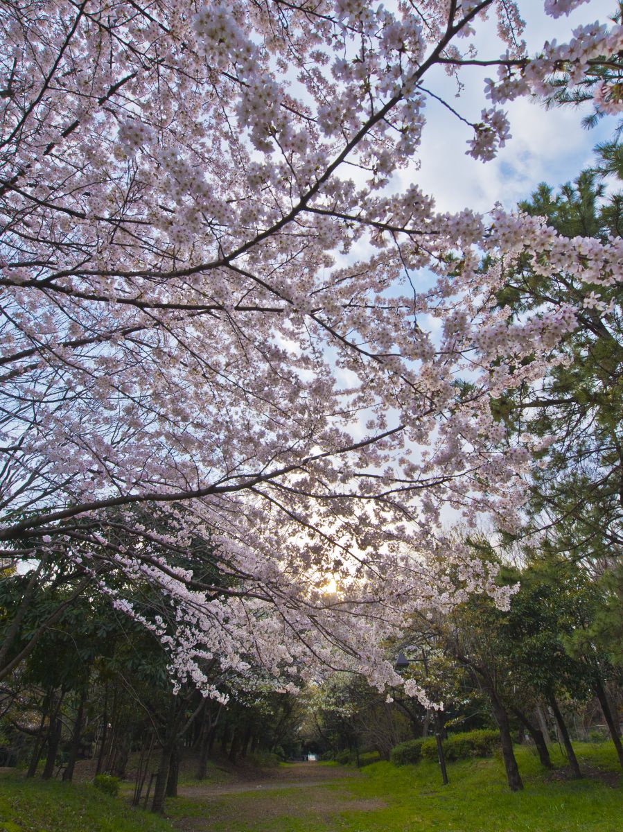 辰巳の森緑道公園（東京都）