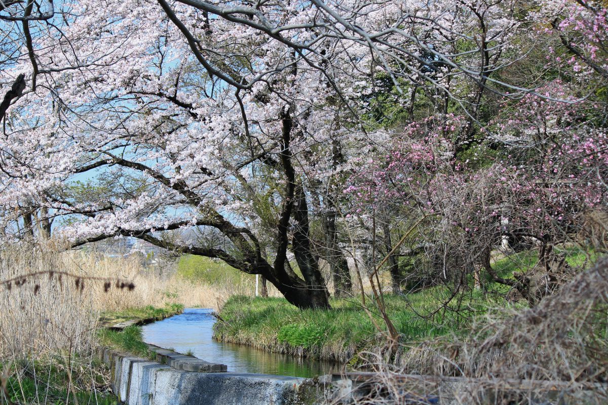 羽村堰（東京都）