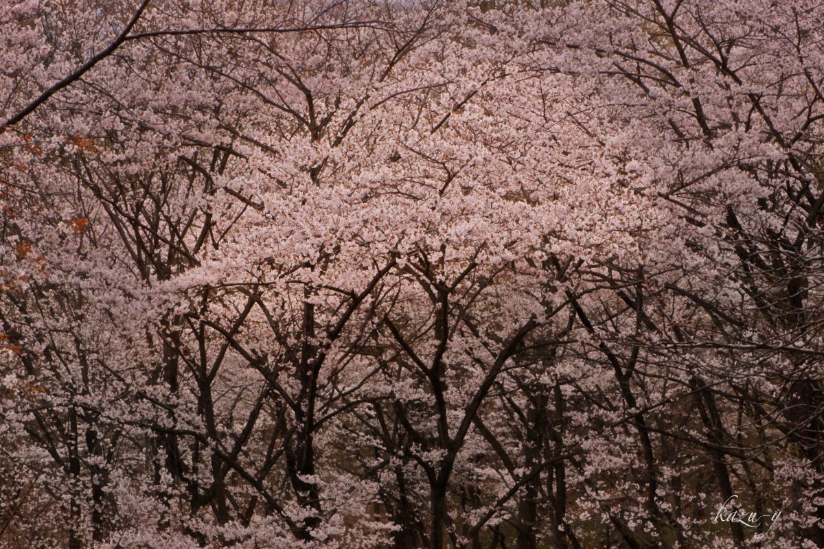 滝山公園（東京都）