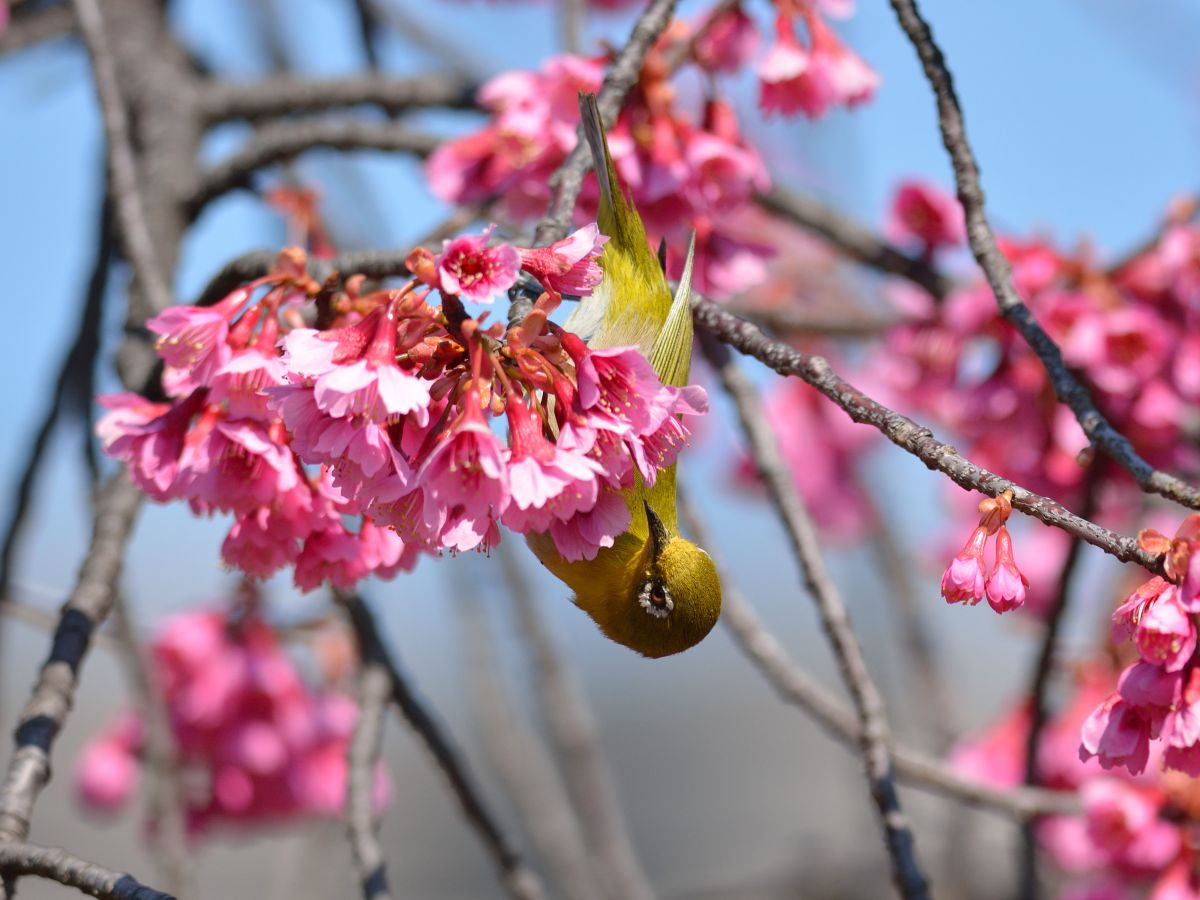 向島百花園（東京都）