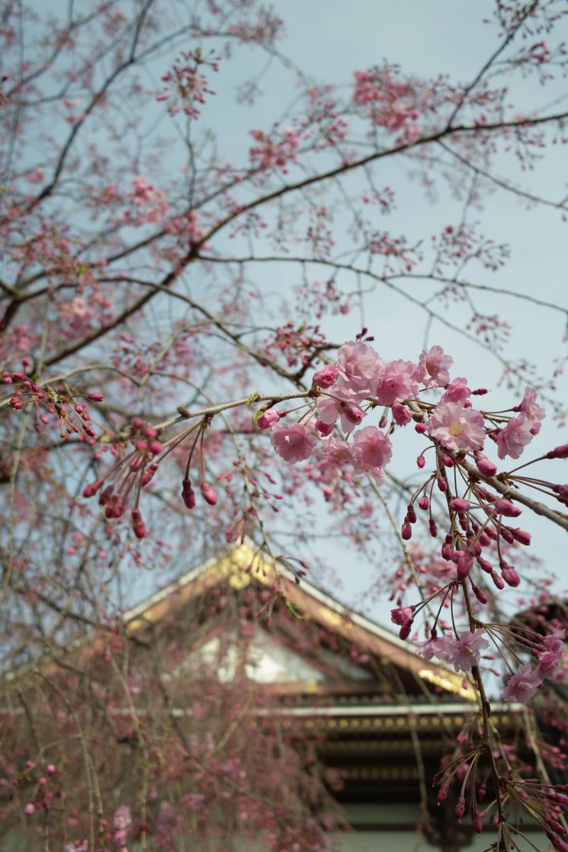 西新井大師