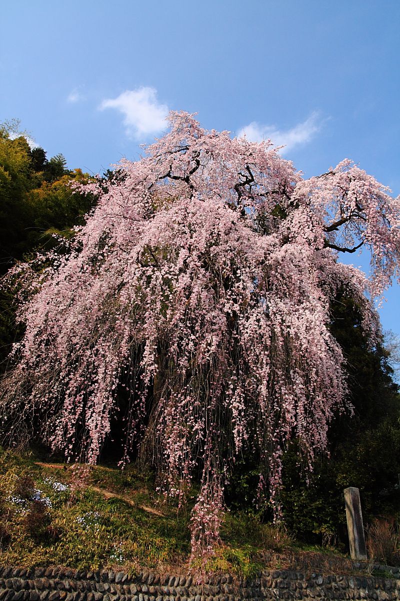 梅岩寺