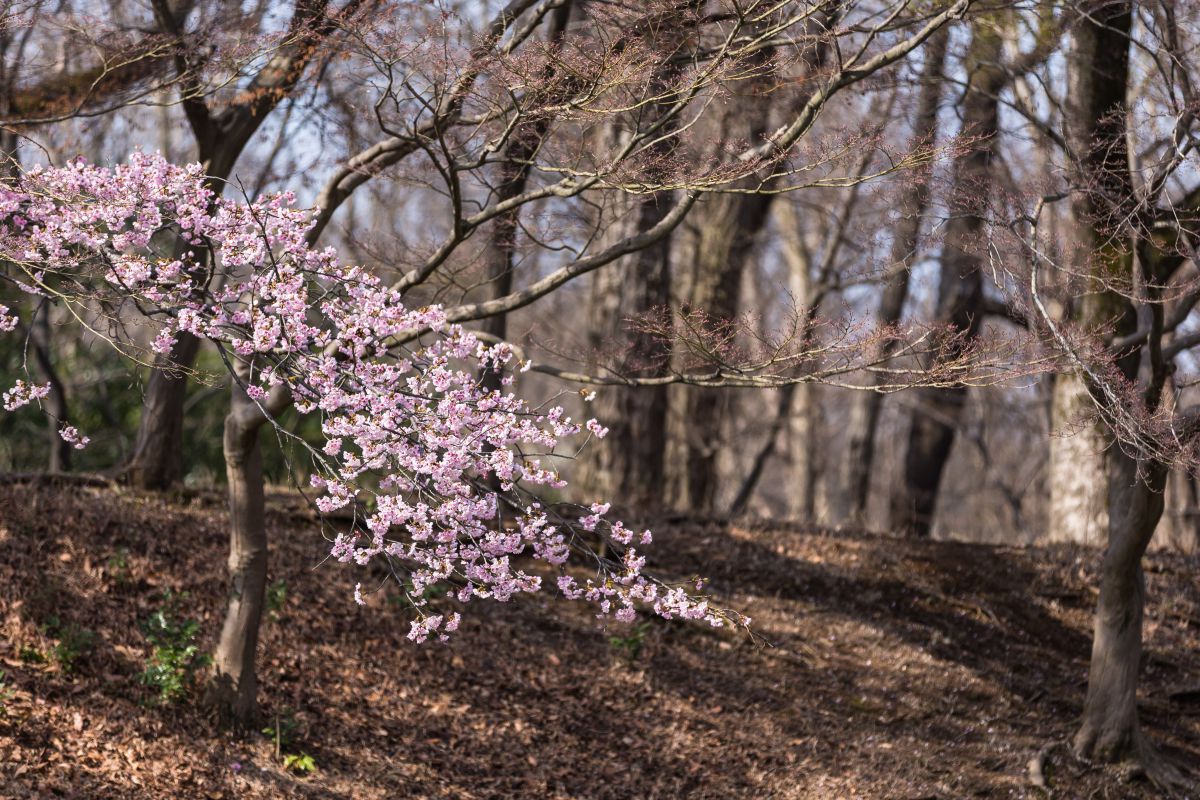 武蔵野公園（東京都）