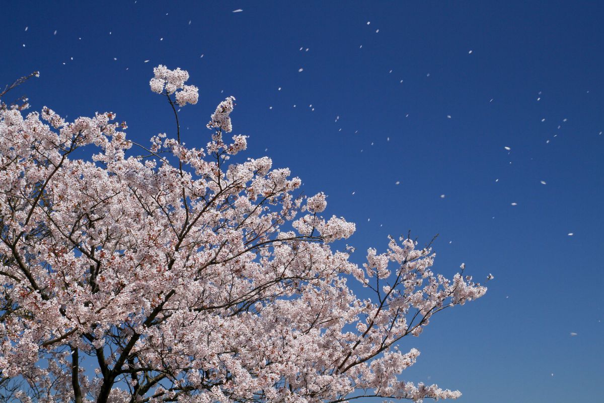 湊山公園（鳥取県）