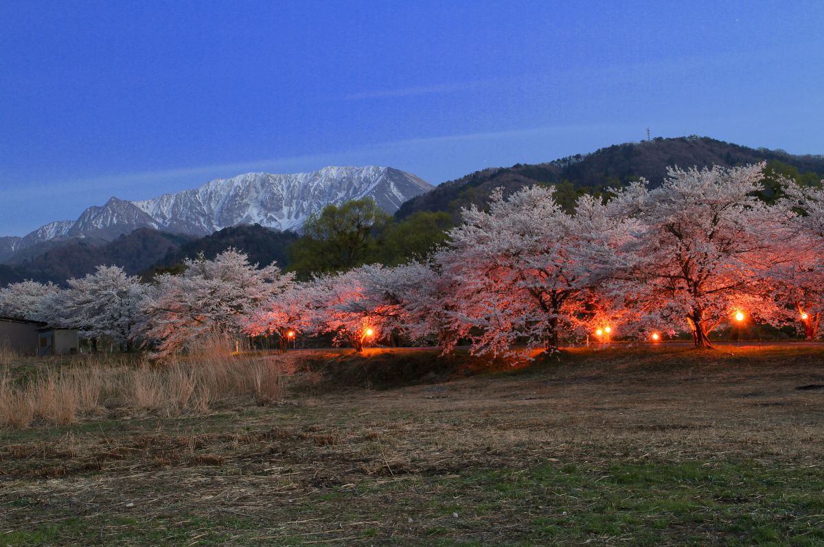 豊房桜並木