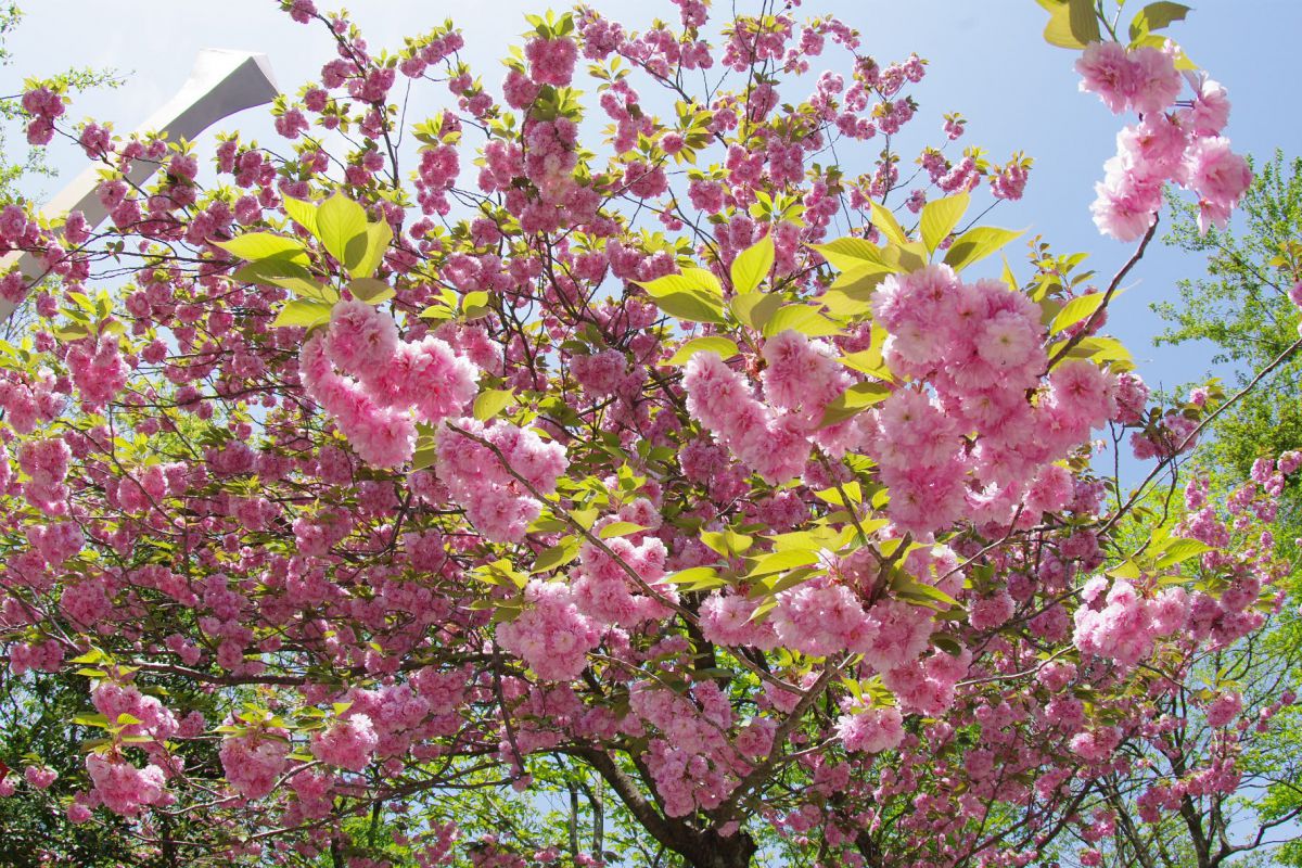 倶利伽羅県定公園