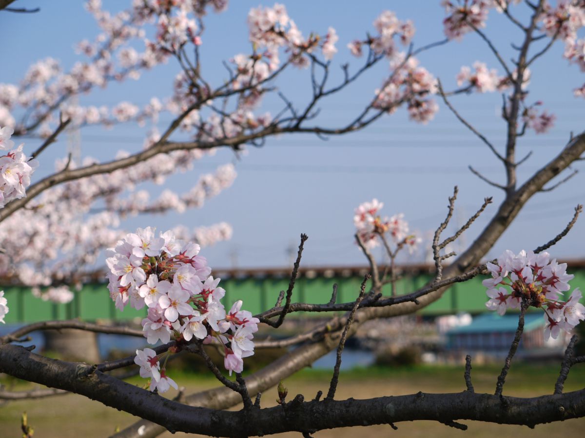 内川公園（富山県）