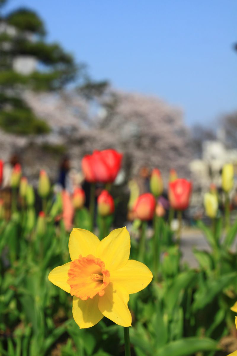 富山城