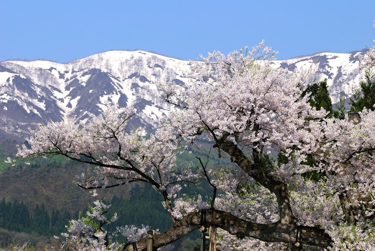 釜の越桜