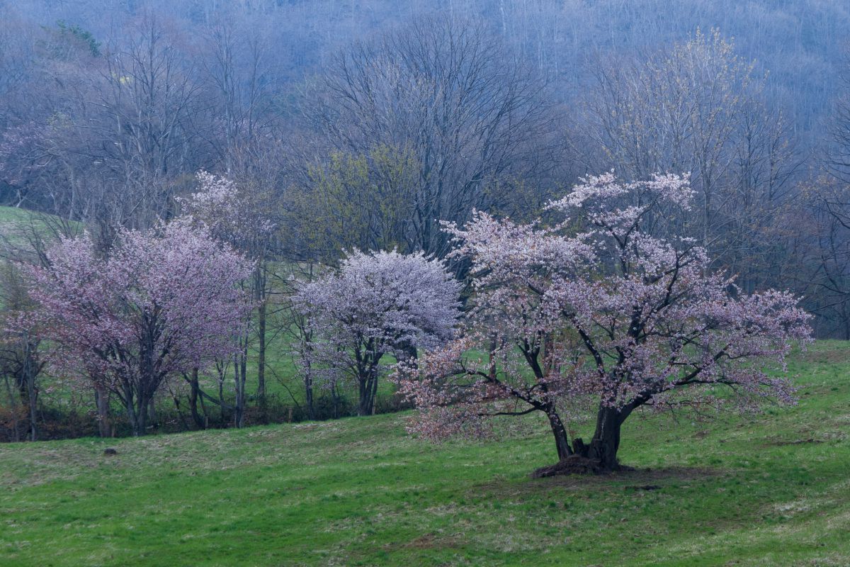 西蔵王の大山桜（山形県）