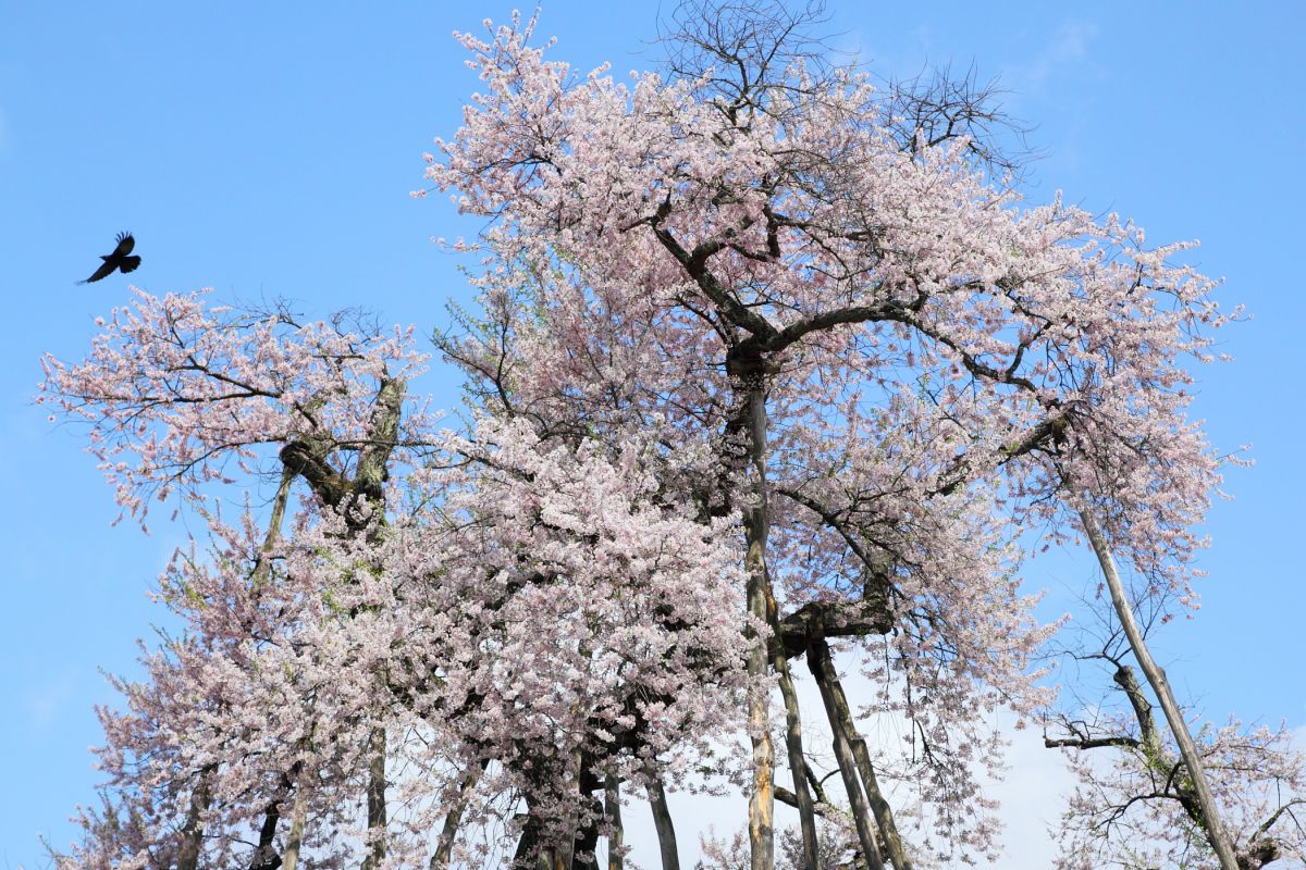 伊佐沢の久保桜（山形県）