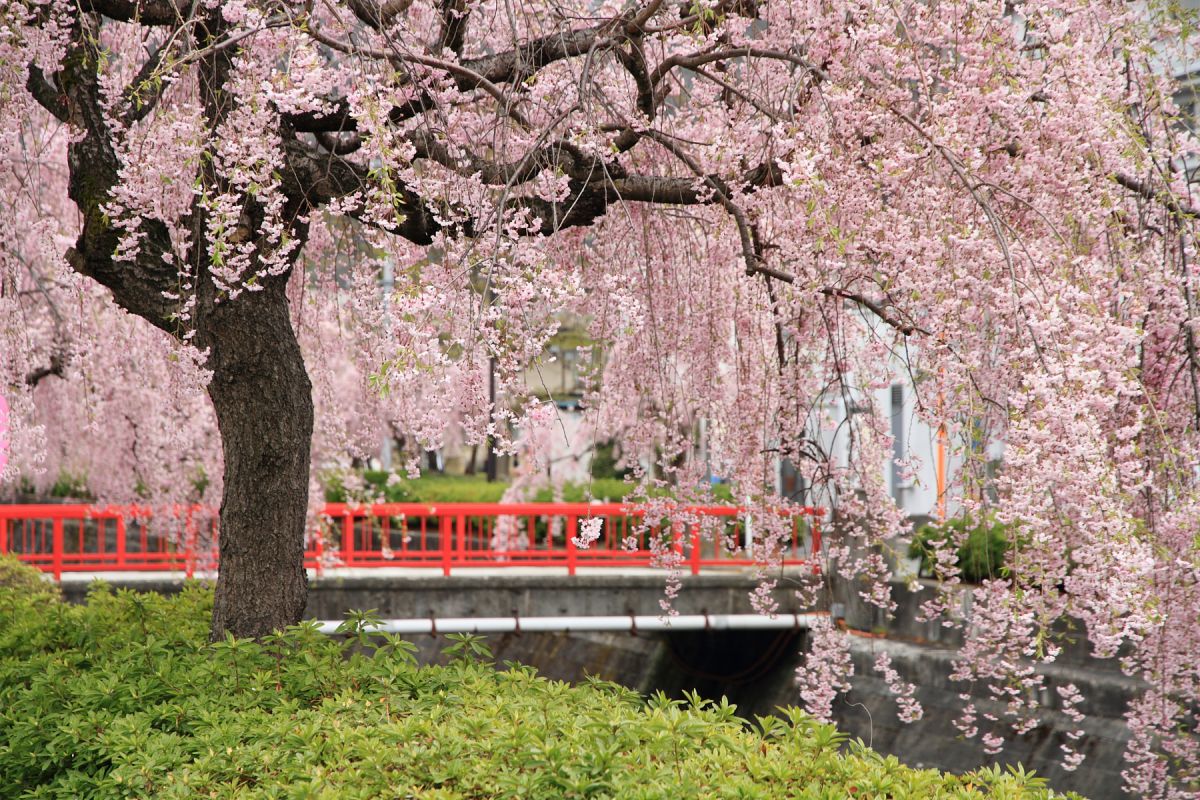 倉津川枝垂桜（山形県）