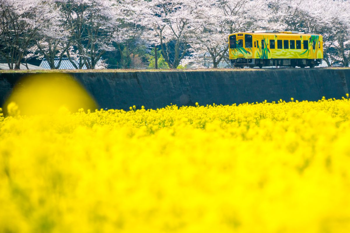 錦川清流線（山口県）