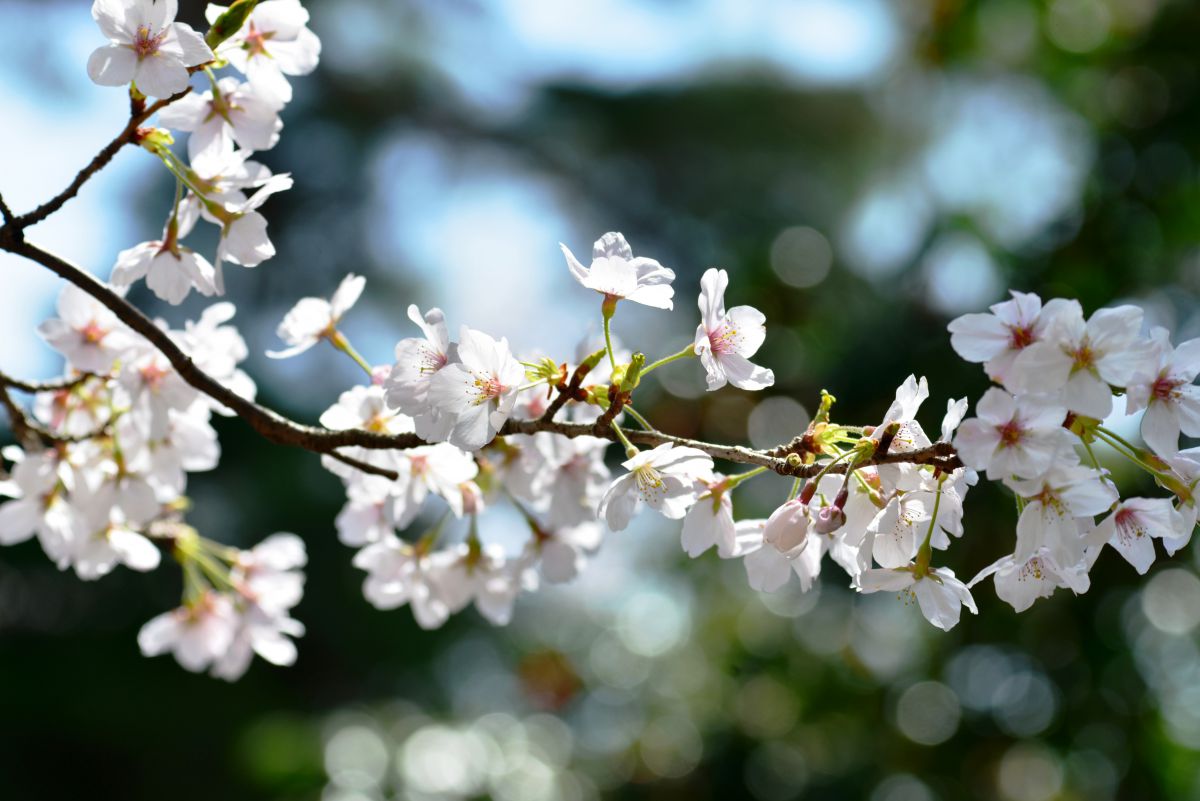 香山公園（山口県）