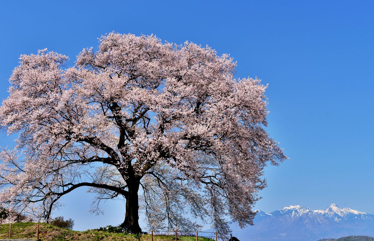 わに塚の桜