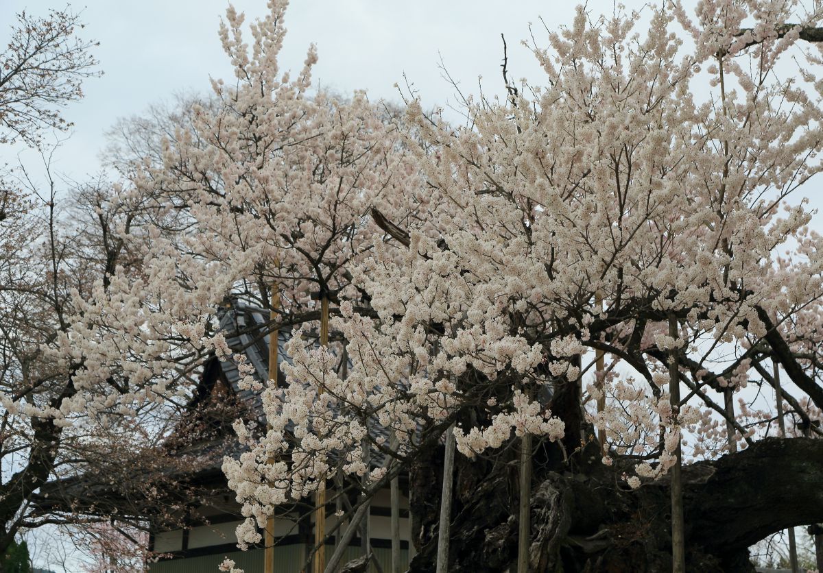 実相寺（山高神代桜）