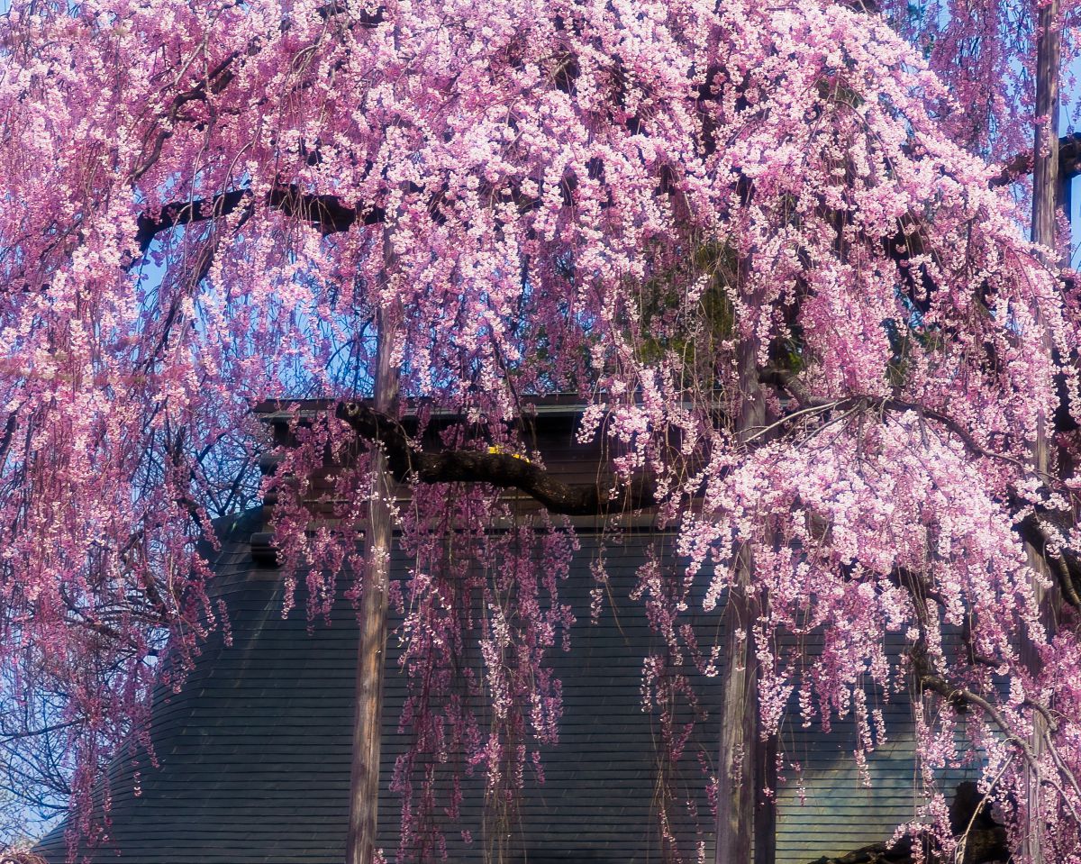 慈雲寺（山梨県）