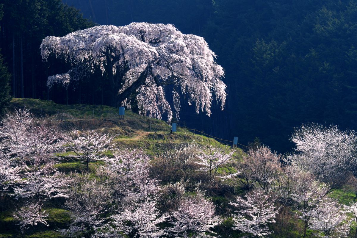 乙ヶ妻のしだれ桜（山梨県）