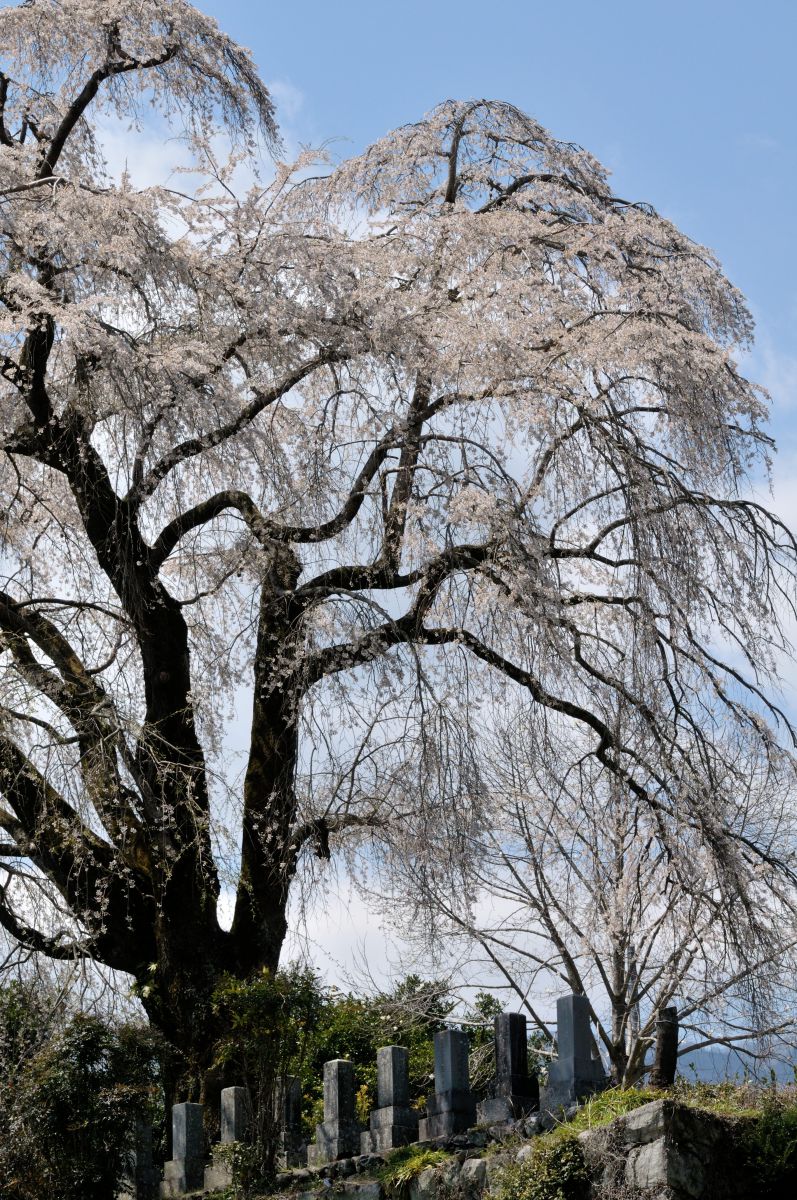 原間のイトザクラ（山梨県）