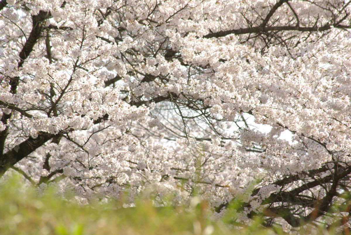 大法師公園（山梨県）