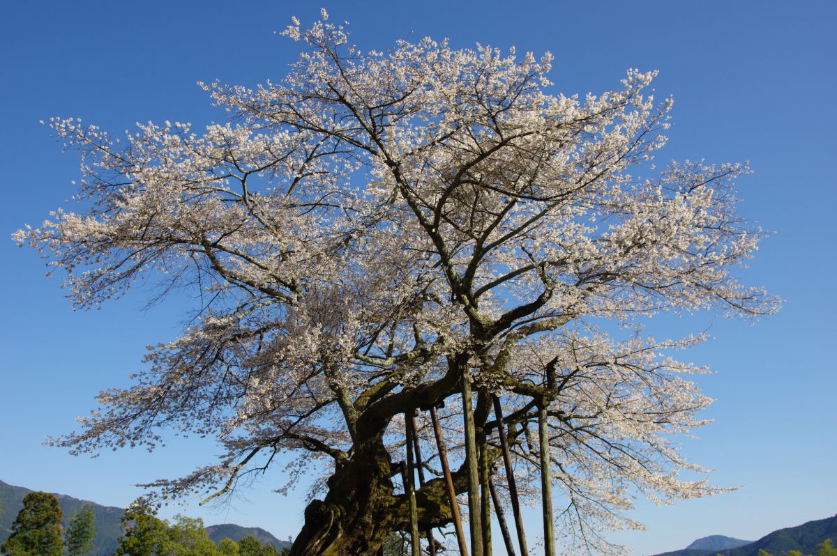 本郷の千年桜（山梨県）