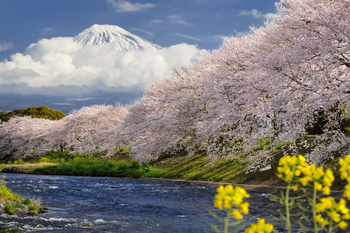 桜（サクラ）