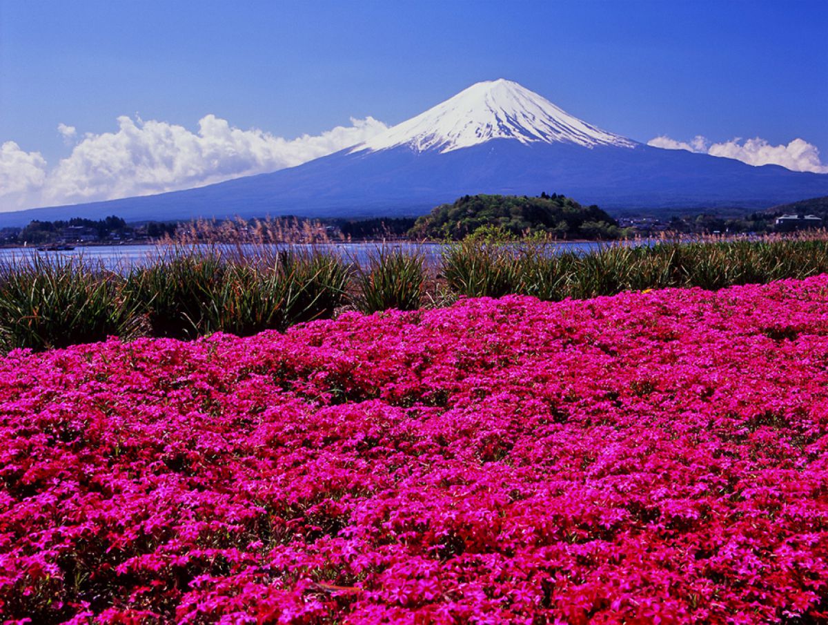 芝桜（シバザクラ）