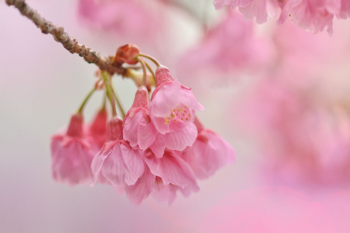 寒緋桜（カンヒザクラ）